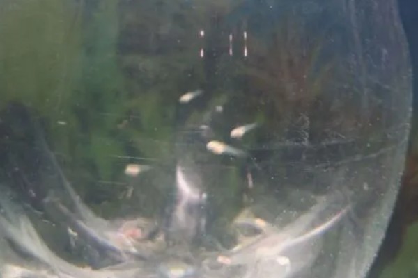 如何饲养刚生的小鱼，保持恒定的水温有利于它健康生长