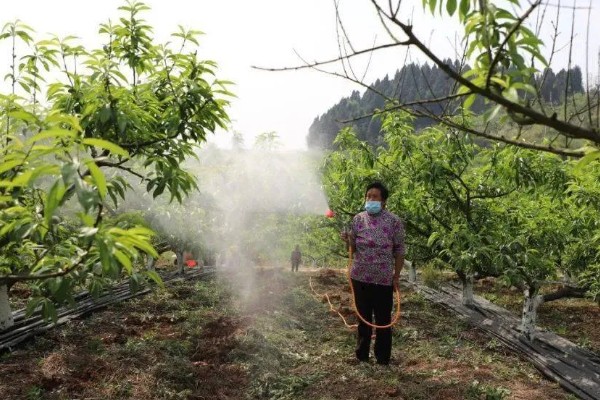 桃树的施肥要点，有机肥配长效缓释肥的复合肥