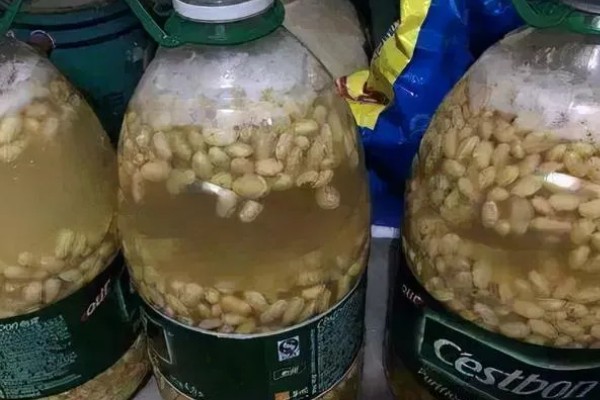 黄豆水发酵多久能浇花，14-21天后即可