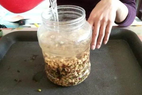 黄豆水发酵多久能浇花，14-21天后即可