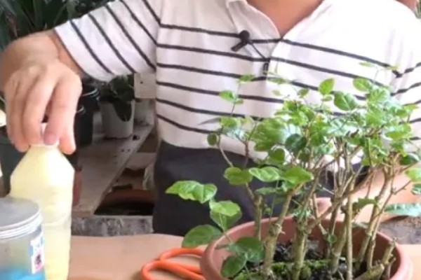 黄豆水发酵多久能浇花，14-21天后即可