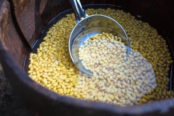 黄豆水发酵多久能浇花，14-21天后即可