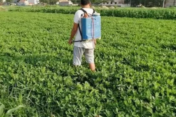 花生的控旺技巧，七月份进行为佳