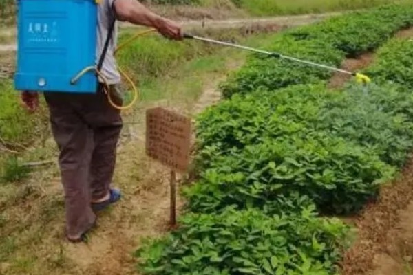 花生的控旺技巧，七月份进行为佳