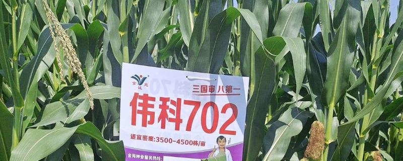 伟科702玉米种特点，出苗至成熟128天