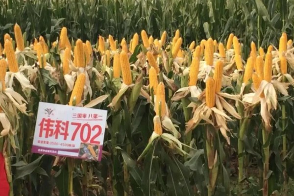 伟科702玉米种特点，出苗至成熟128天