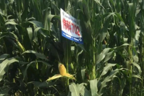 伟科702玉米种特点，出苗至成熟128天