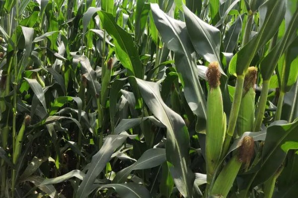 伟科702玉米种特点，出苗至成熟128天