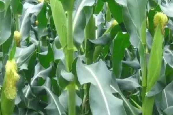 伟科702玉米种特点，出苗至成熟128天