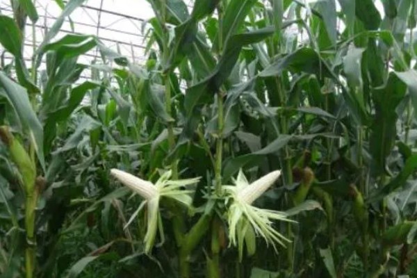 伟科702玉米种特点，出苗至成熟128天