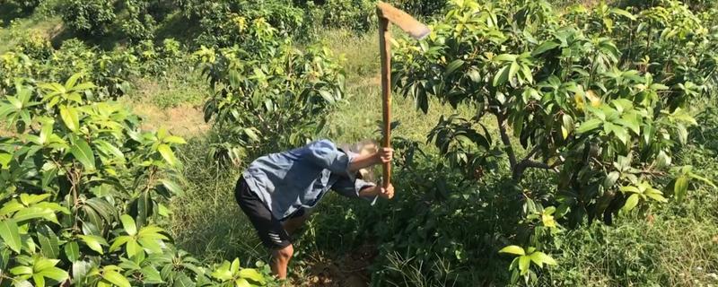 芒果膨大期的管理技术，壮果肥以氮磷钾完全肥为主