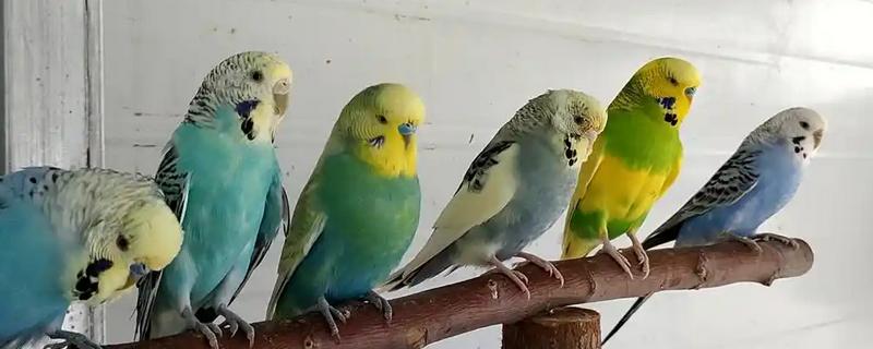 虎皮鹦鹉求偶有哪些动作，雄鸟会低下头发出亲昵的段叫