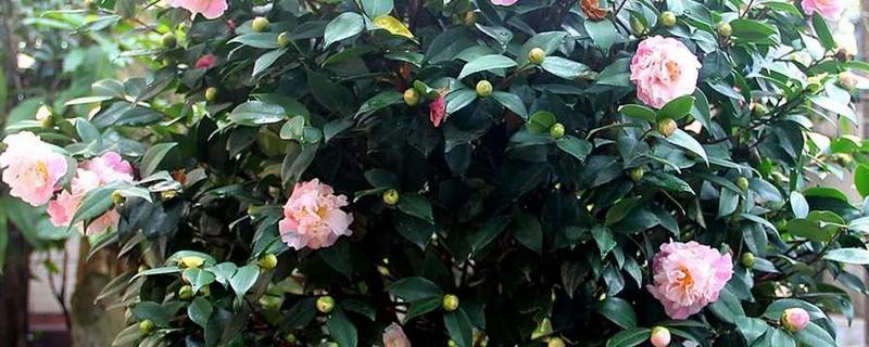 茶花花瓣打蔫是缺水吗，可能是缺少水分的缘故