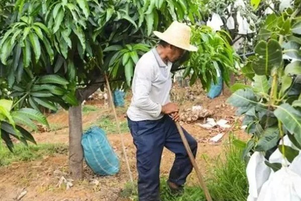 芒果膨大期的管理技术，壮果肥以氮磷钾完全肥为主