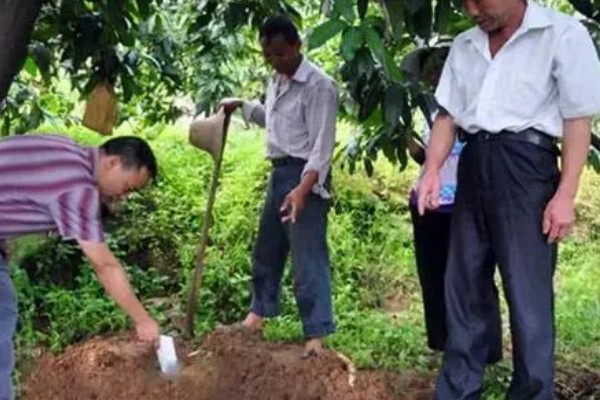 芒果膨大期的管理技术，壮果肥以氮磷钾完全肥为主