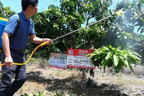 芒果膨大期的管理技术，壮果肥以氮磷钾完全肥为主
