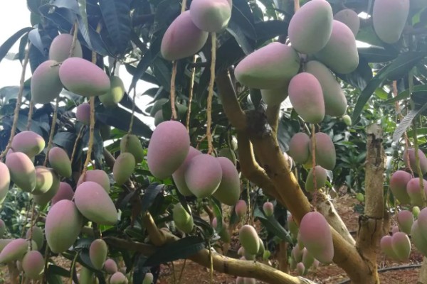 芒果膨大期的管理技术，壮果肥以氮磷钾完全肥为主