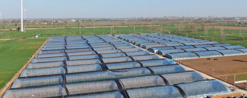 温室效应是由什么气体引起的，有水汽、氟利昂、二氧化碳等