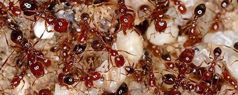 红火蚁的防治方法，需严格检疫、定期清理等