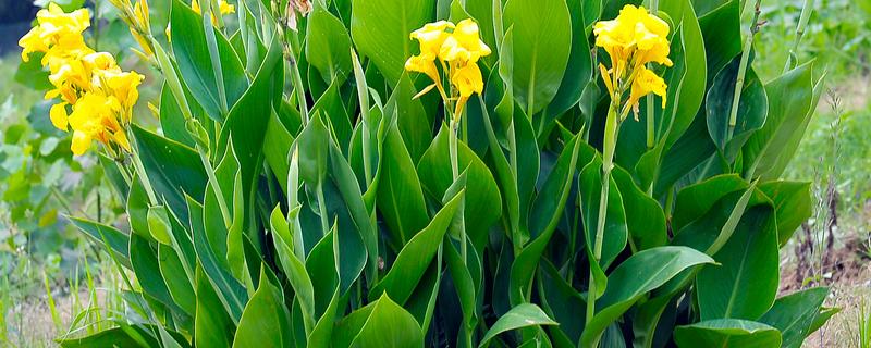 美人蕉的种植注意事项，播种前需要浸种