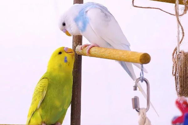 虎皮鹦鹉求偶有哪些动作,雄鸟会低下头发出亲昵的段叫