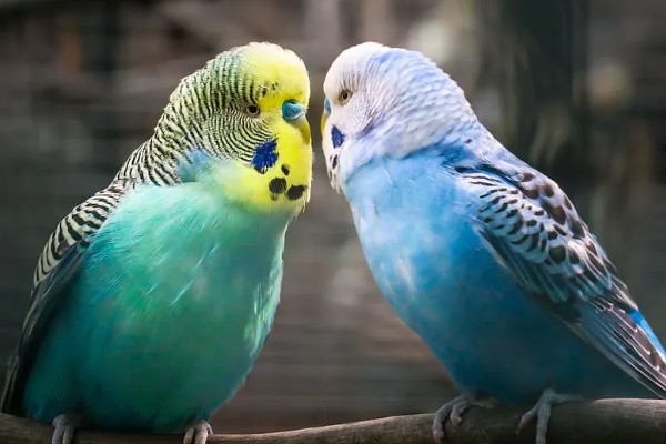 虎皮鹦鹉求偶有哪些动作,雄鸟会低下头发出亲昵的段叫