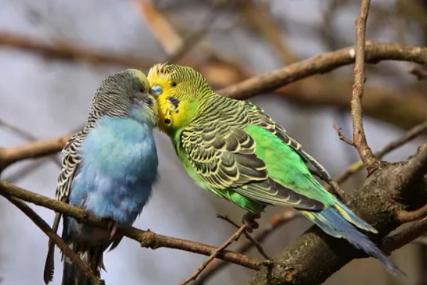 虎皮鹦鹉求偶有哪些动作,雄鸟会低下头发出亲昵的段叫