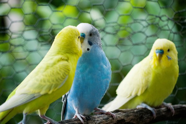 虎皮鹦鹉求偶有哪些动作,雄鸟会低下头发出亲昵的段叫