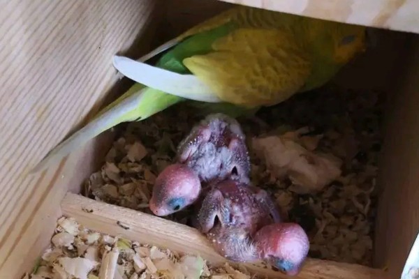 虎皮鹦鹉求偶有哪些动作,雄鸟会低下头发出亲昵的段叫