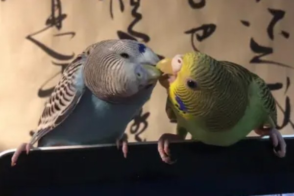 虎皮鹦鹉求偶有哪些动作,雄鸟会低下头发出亲昵的段叫