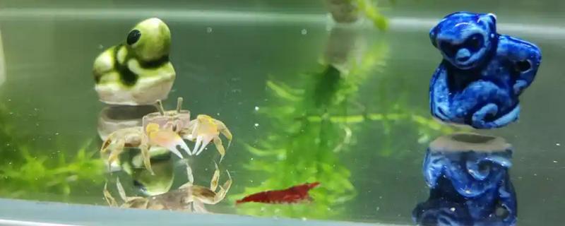 螃蟹如何饲养，养殖初期不用喂食