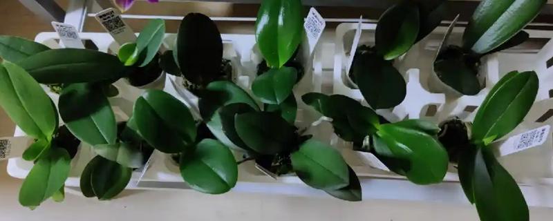 蝴蝶兰小苗的养殖方法，生长期间温度控制在25-28℃