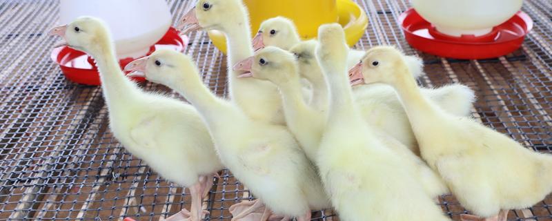 雏鹅育雏的适宜温度,不同龄的养殖温度不同