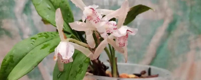怎么养兔耳兰，喜欢温暖半阴环境