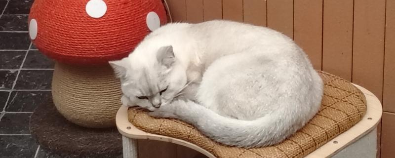 怎样让猫咪熄灯就睡觉，需要改变猫咪的生活作息