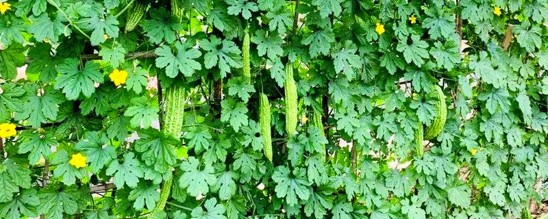 苦瓜什么时间种植好，北方通常在3-4月大棚种植