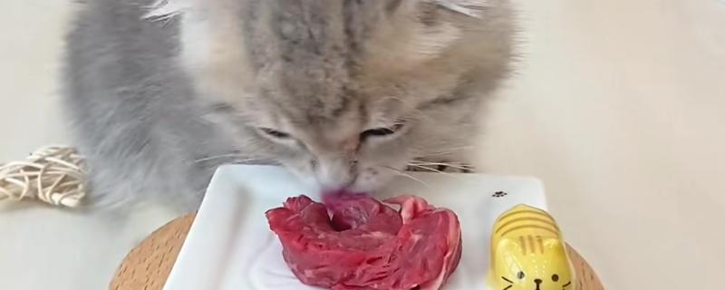 猫咪生食喂养更好吗，确实对身体健康有一定益处