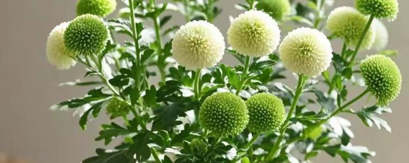 乒乓菊如何修剪，需及时剪除植株上枯黄的枝叶