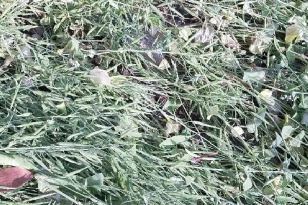 油菜倒伏怎么办，要及时的扶正培土