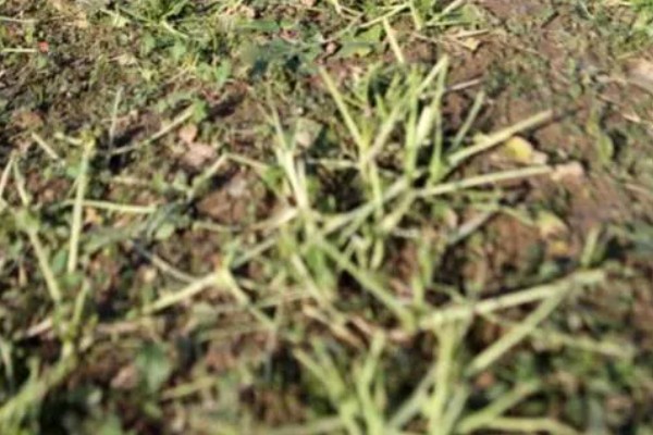 油菜倒伏怎么办，要及时的扶正培土