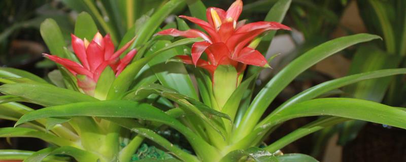 家里旺财的花卉，常见的有玉树、发财树等