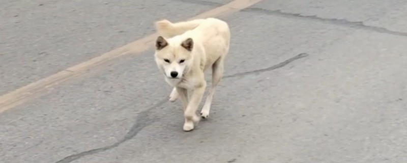 狗狗有哪类皮肤病，常见的有真菌性皮肤病、尘螨皮肤病等