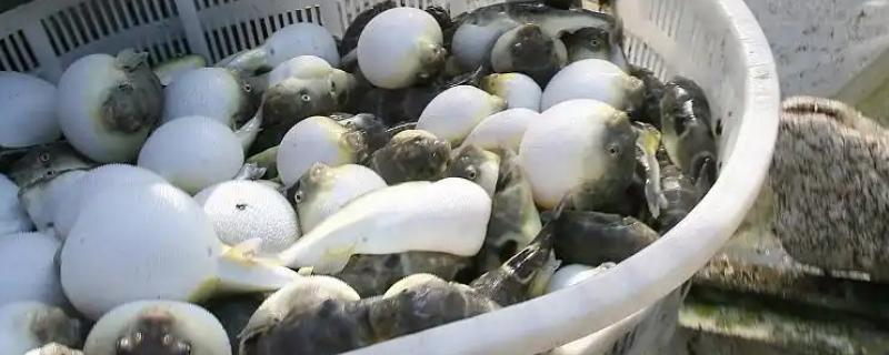 河豚如何日常管理，冬天要保持池塘水质的良好性