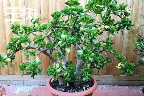 家里旺财的花卉，常见的有玉树、发财树等