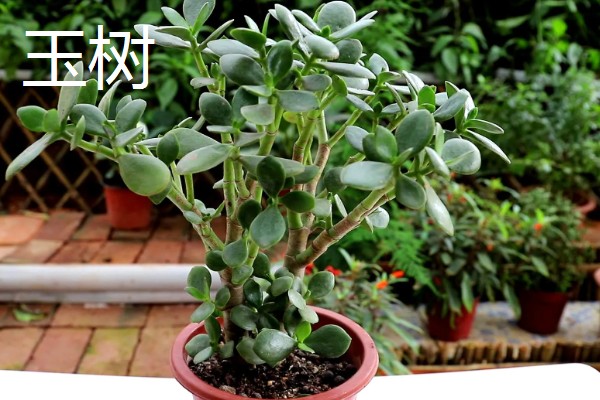 家里旺财的花卉，常见的有玉树、发财树等