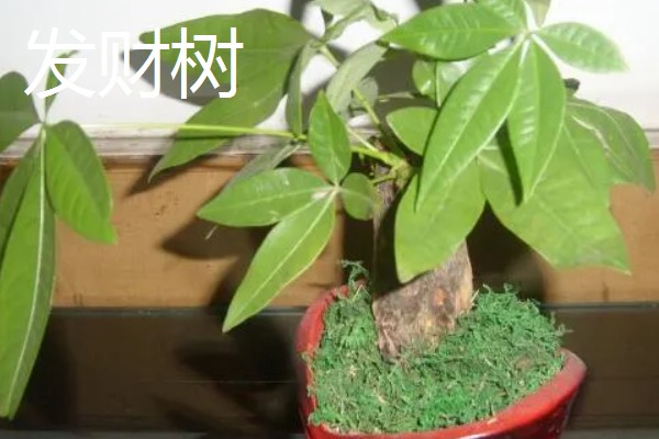 家里旺财的花卉，常见的有玉树、发财树等