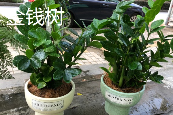 家里旺财的花卉，常见的有玉树、发财树等