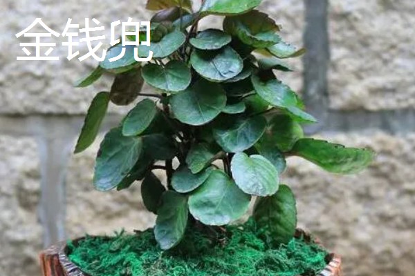 家里旺财的花卉，常见的有玉树、发财树等