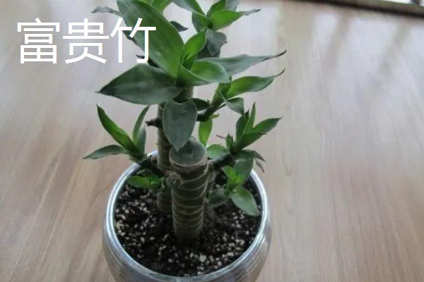 家里旺财的花卉，常见的有玉树、发财树等