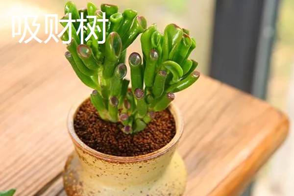 家里旺财的花卉，常见的有玉树、发财树等